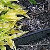 Hosta 'Anne Arett', habit
