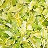 Hosta 'Anne Arett', habit