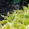Hosta 'Anne Arett', habit
