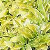Hosta 'Anne Arett', habit