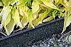 Hosta 'Anne Arett', habit