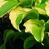 Hosta 'Atlantis', habit