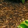 Hosta 'Atlantis', habit