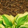 Hosta 'Atlantis', habit