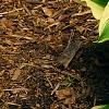 Hosta 'Atlantis', habit