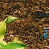 Hosta 'Atlantis', habit