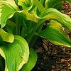 Hosta 'Atlantis', habit