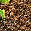 Hosta 'Atlantis', habit