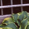 Hosta 'Aureo-marginata', habit