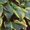 Hosta 'Aureo-marginata', habit