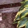 Hosta 'Aureo-marginata', habit