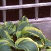 Hosta 'Aureo-marginata', habit