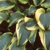 Hosta 'Aureo-marginata', habit