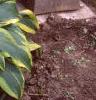 Hosta 'Aureo-marginata', habit