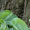 Hosta 'Blue Umbrella', habit
