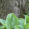 Hosta 'Blue Umbrella', habit