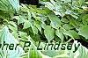 Hosta 'Blue Umbrella', habit