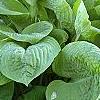 Hosta 'Blue Umbrella', habit