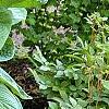 Hosta 'Blue Umbrella', habit