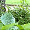Hosta 'Blue Umbrella', habit