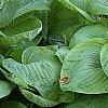 Hosta 'Blue Umbrella', habit