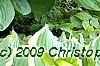 Hosta 'Blue Umbrella', habit
