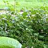 Hosta 'Blue Umbrella', habit