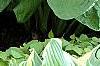 Hosta 'Blue Umbrella', habit