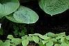Hosta 'Blue Umbrella', habit