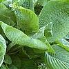 Hosta 'Blue Umbrella', habit