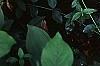 Hosta 'Cherry Berry', habit