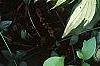 Hosta 'Cherry Berry', habit