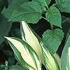 Hosta 'Cherry Berry', habit