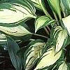 Hosta 'Cherry Berry', habit