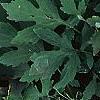 Hosta 'Cherry Berry', habit