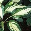 Hosta 'Cherry Berry', habit