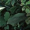 Hosta 'Cherry Berry', habit