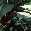 Hosta 'Cherry Berry', habit