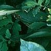 Hosta 'Cherry Berry', habit