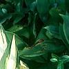 Hosta 'Cherry Berry', habit