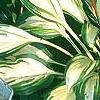 Hosta 'Cherry Berry', habit