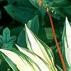Hosta 'Cherry Berry', habit