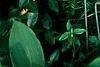 Hosta 'Cherry Berry', habit