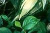 Hosta 'Cherry Berry', habit