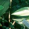 Hosta 'Cherry Berry', habit
