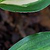 Hosta 'Cherry Berry', leaves