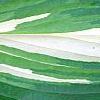 Hosta 'Cherry Berry', leaves