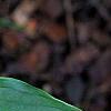 Hosta 'Cherry Berry', leaves