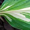 Hosta 'Cherry Berry', leaves