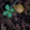 Hosta 'Cherry Berry', leaves